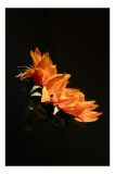 Tablou Canvas cu motiv floral, Splendoarea tăcută a florii de foc, 26 x 39 cm, CMCLASS