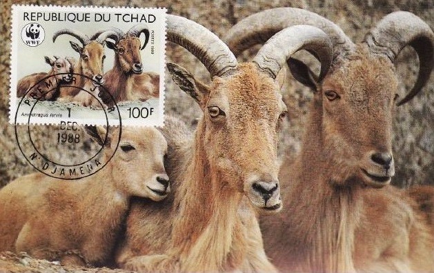 C5503 - carte maxima Ciad 1988