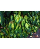 Planta Iedera, Hedera colchica Sulphur Heart P9, ghiveci 9cm, Oem