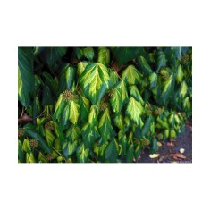 Planta Iedera, Hedera colchica Sulphur Heart P9, ghiveci 9cm