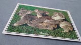 CARTE POSTALA AUSTRALIA NECIRCULATA
