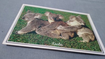CARTE POSTALA AUSTRALIA NECIRCULATA foto