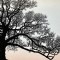 Trees in Winter