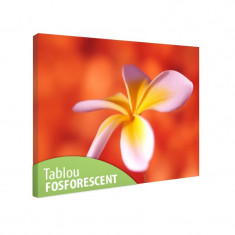 Tablou fosforescent Floare de frangipani foto