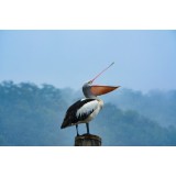Tablou Canvas Pelică spre cerul &icirc;nnorat, art decorativ pentru casă, 39 x 26 cm, CMCLASS