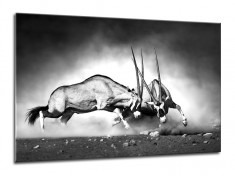 Tablou Sticla Glasspik Gazelle, 70x100 cm foto