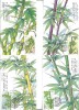 C5585 - Flora - China 1993 - 4 carti maxime,serie completa