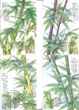 C5585 - Flora - China 1993 - 4 carti maxime,serie completa