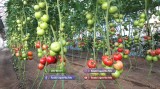 Rasaduri legume : Rasad de rosii ardei castraveti vinete salata varza 2025