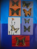 HOPCT LOT NR 402 FLUTURI -FAUNA -5 CARTI POSTALE-NECIRCULATE