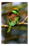 Tablou Canvas, "Splendoarea păsării &icirc;n pădurea tropicală", Pasăre, Colorată, Vibrantă, Pene, Verde, Ramură, Natură, Elegantă, Exotică, Frumusețe, 26 x