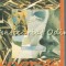 Socrate - Constantin Enachescu