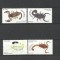 NAMIBIA 2012 FAUNA INSECTE SCORPIONI