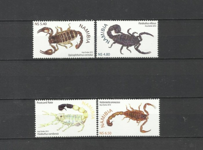 NAMIBIA 2012 FAUNA INSECTE SCORPIONI