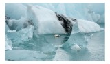 Tablou Canvas, "Rătăcirea eiderului printre ghețari imenși", Gheață, Antarctică, Aventura, Solitudine, Rece, Natură, Reflectare, Pinguin, Tranquilitat