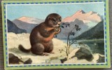 Reclamă Interbelică romaneasca pe carton subtire CHLORODONT S.A.R. BRASOV, Ciocrac 2, Marmota Alpină / la pasta dinti, apa gura, perii / cupon concurs
