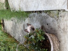 Pisici birmaneze foto