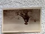 carte postala pictura Nicolae Grigorescu , Ciobanul.