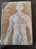 HUMAN ANATOMY - M. PRIVES VOL.II