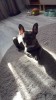 Buldog Francez Blue, #1 All Systems