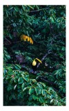 Tablou Canvas, "Tucan printre frunze de smarald", Verde, Frunziș, Tucan, Camuflaj, Natură, Exotic, Galben, Copac, Păsări, Frumusețe, 26 x 39 cm, CMCLA