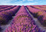 Cumpara ieftin Autocolant Lavanda2, 270 x 200 cm