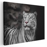 Tablou tigru alb cu ochi albastri Tablou canvas pe panza CU RAMA 60x80 cm