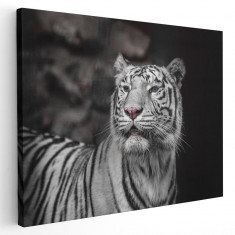 Tablou tigru alb cu ochi albastri Tablou canvas pe panza CU RAMA 60x90 cm