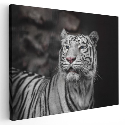 Tablou tigru alb cu ochi albastri Tablou canvas pe panza CU RAMA 60x80 cm foto