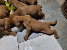 V&amp;acirc;nd Vizsle Maghiare foto