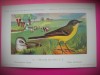 HOPCT 6263 MOTACILLA FLAVA FLAVA -PASARI-FAUNA EUROPA-CP CHROMO LITHO -MUZEUL REGAL STIINTE NATURALE BELGIA-NECIRCULATA, Printata