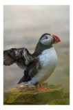 Tablou Canvas, "Puffin m&acirc;ndru pe st&acirc;ncile mării", Puffin, Coast, Wings, Atlantic, Bird, Nature, Cliff, Ocean, Wildlife, 26 x 39 cm, CMCLASS