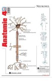 Plansa Anatomie 4, Autor Anonim