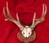 Trofeu cerb pe panoplie