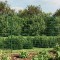 Gard plasă de s&acirc;rmă, verde, 1,6x25 m, oțel galvanizat