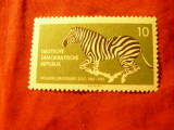Timbru DDR 1961 - 100 Ani Zoo - Zebra , val. 10pf, Nestampilat