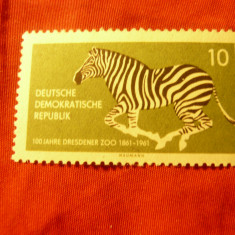 Timbru DDR 1961 - 100 Ani Zoo - Zebra , val. 10pf