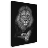 Tablou portret leu fundal negru Tablou canvas pe panza CU RAMA 40x60 cm