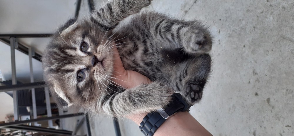 Vand pisica Scottish Fold