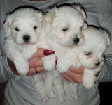 Catei bichon maltez