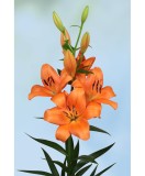 Crin, Lilium Eniac,12/14,Portocaliu, 1 bulb, Oem