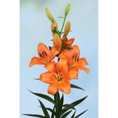 Crin, Lilium Eniac,12/14,Portocaliu, 1 bulb
