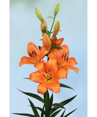 Crin, Lilium Eniac,12/14,Portocaliu, 1 bulb foto