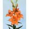 Crin, Lilium Eniac,12/14,Portocaliu, 1 bulb