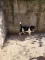 Jack Russell Terrier - 4