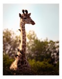 Tablou Canvas, "Girafa &icirc;ntre crengi și lumină bl&acirc;ndă", Giraffe, Nature, Sunlight, Trees, Wildlife, Birds, 26 x 39 cm, CMCLASS