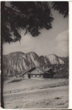 CPIB 22571 - CARTE POSTAL - PREDEAL. CABANA &quot;POIANA SECUILOR&quot; RPR