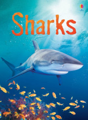 Beginners Sharks - Carte Usborne (4+) foto