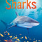 Beginners Sharks - Carte Usborne (4+)