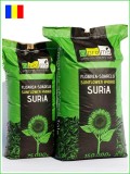 Floarea soarelui Suria F1 75.000 seminte